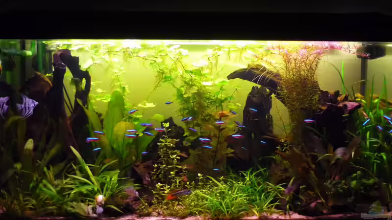 Becken nach 3 Monaten Becken nach 3 Monaten