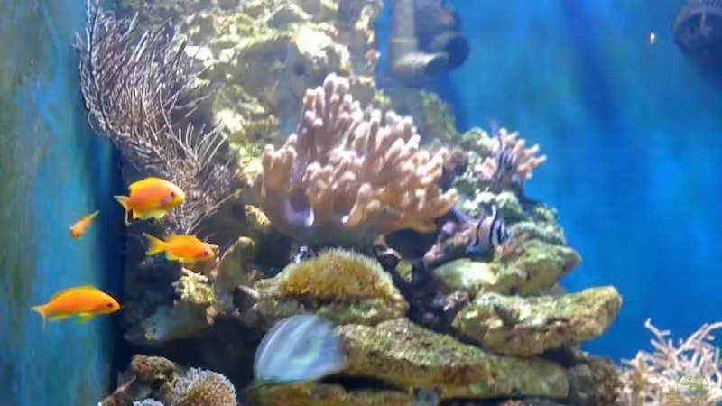 Becken nach ca. 2Monaten Becken nach ca. 2Monaten