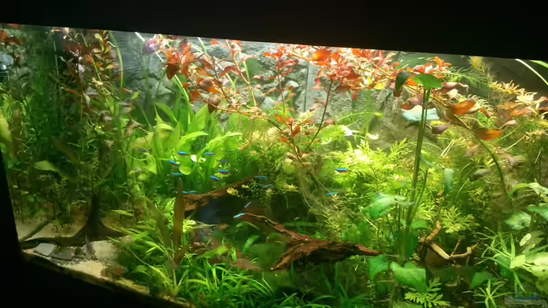 Becken nach ca 3 Monaten Becken nach ca 3 Monaten