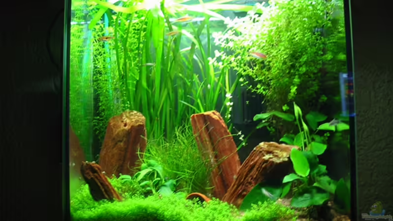 Becken nach drei Monaten Becken nach drei Monaten