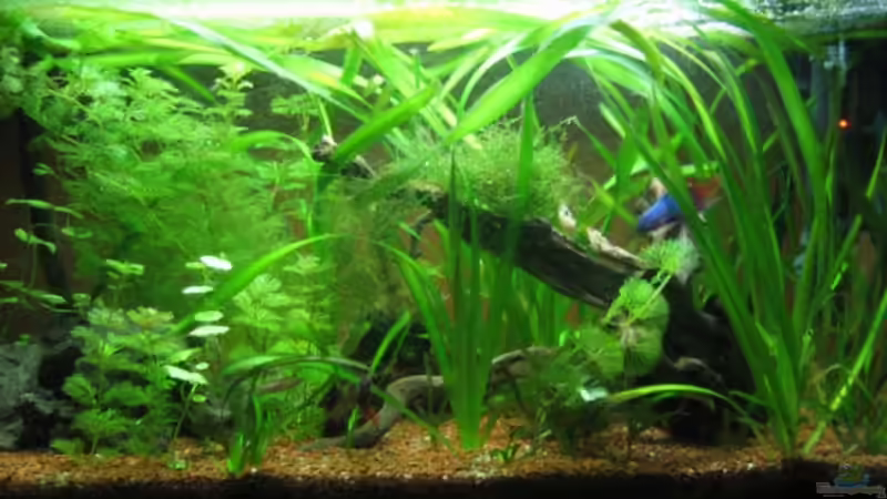 Becken Stand 11.03.09 Becken Stand 11.03.09