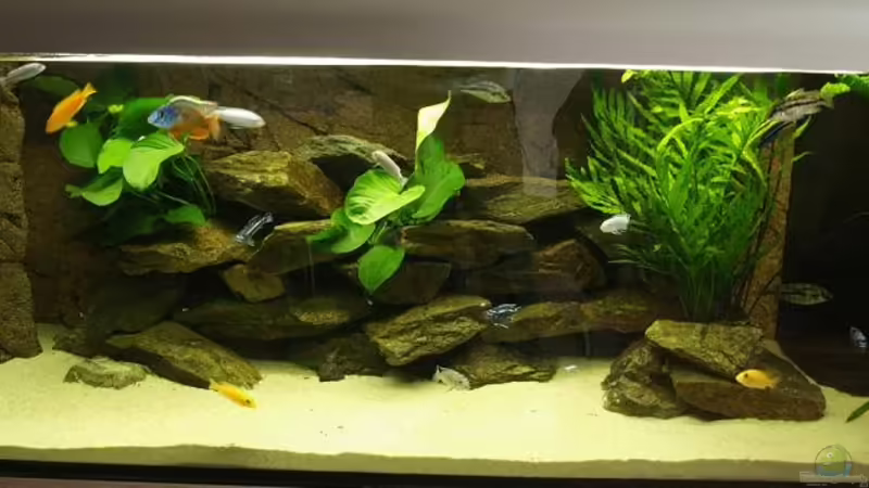 Becken Stand Okt.2010 Becken Stand Okt.2010