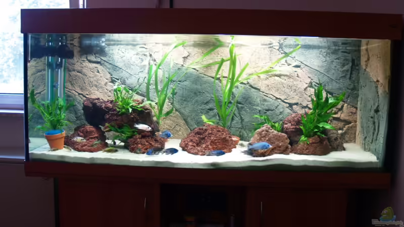 Becken von vorn Becken von vorn