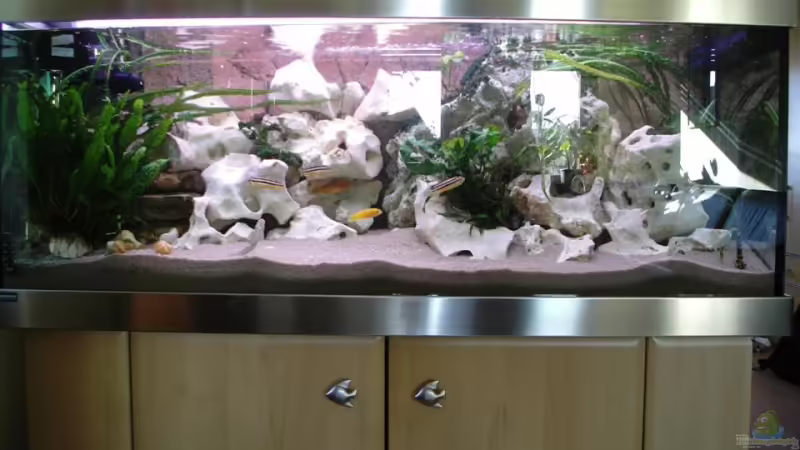 Becken von vorne Becken von vorne