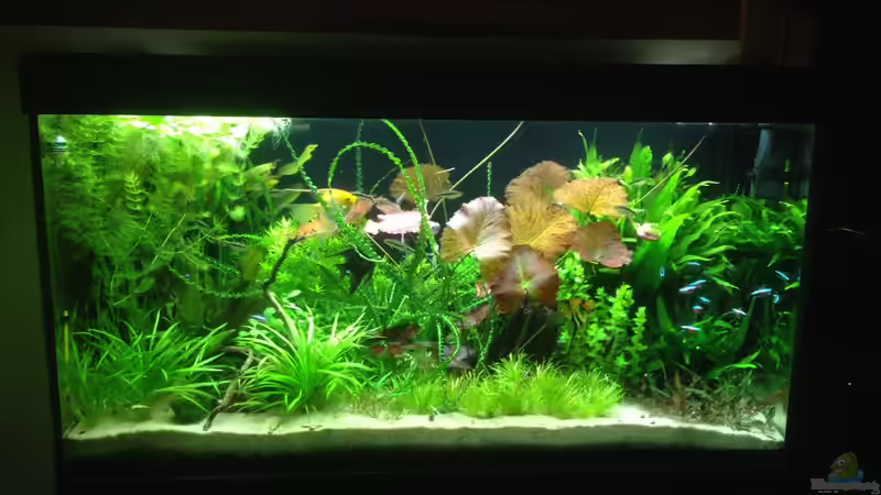 Becken zum 18.12.2014 Becken zum 18.12.2014