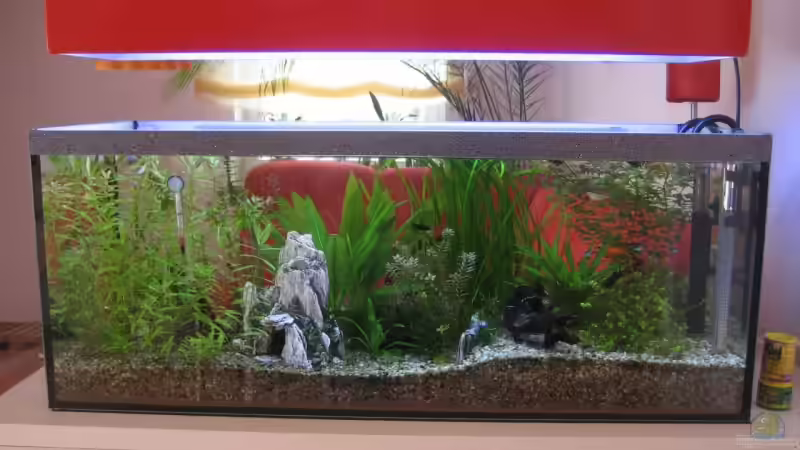 Beckenansicht von vorn Beckenansicht von vorn