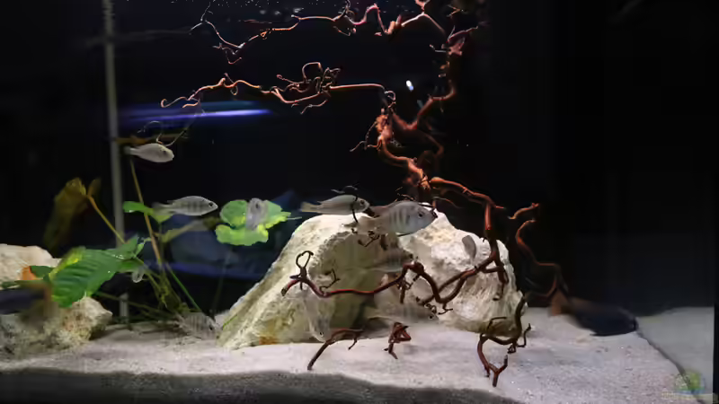 Beckenansicht Beckenansicht