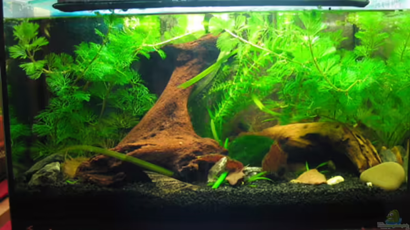 Beckenansicht Beckenansicht