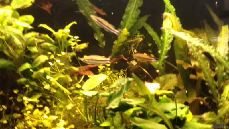 Bedotia madagascariensis im Aquarium halten (Einrichtungsbeispiele für Madagaskar-Ährenfisch)