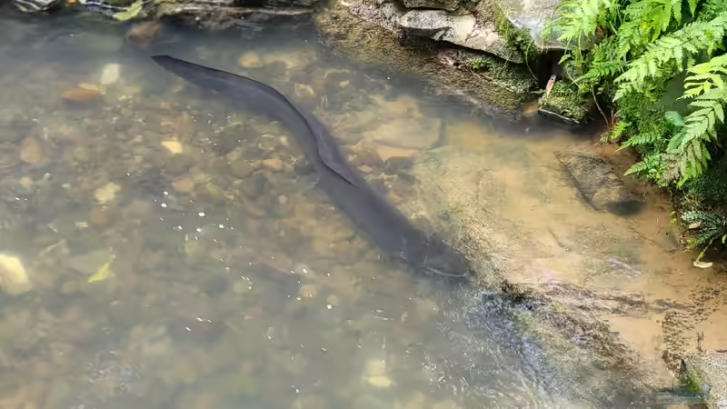 Begriffe erklärt: Was bedeutet katadrom?