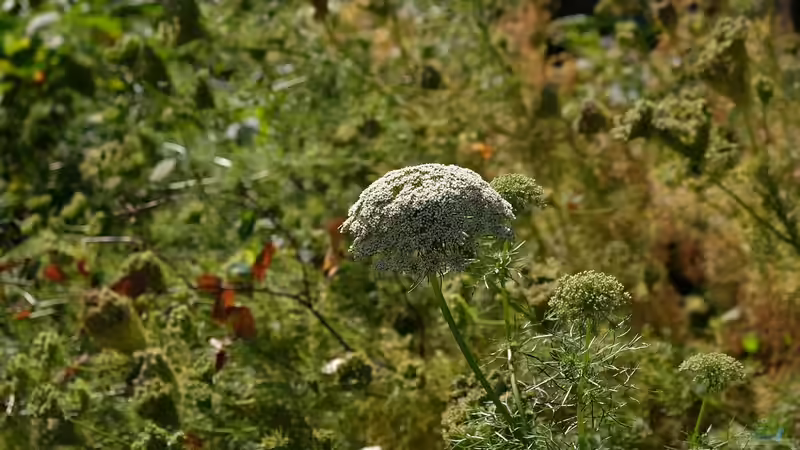 Begriffe erklärt: Was bedeutet ökologisches Gleichgewicht?