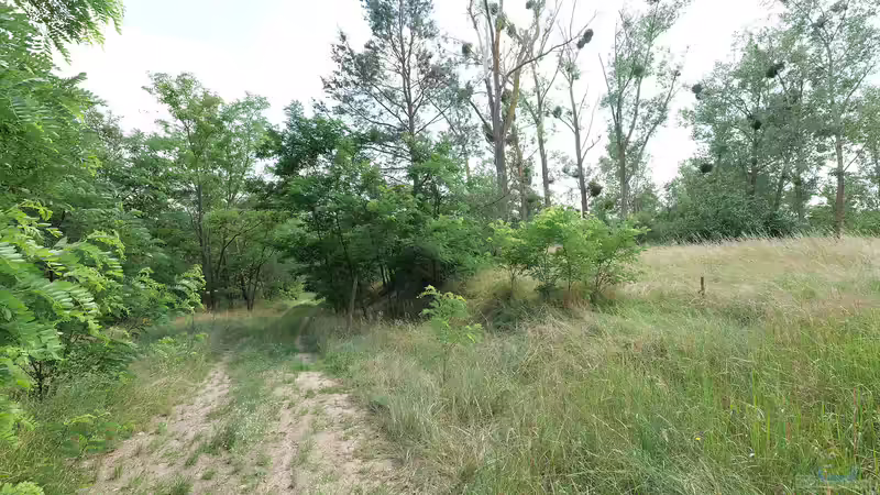 Begriffe erklärt: Was ist ein Magerrasen?