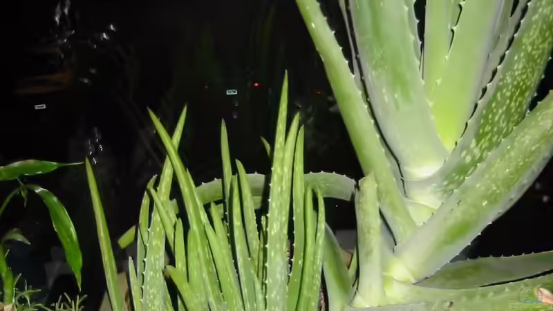 Begriffe erklärt: Was versteht man unter einem Kindel?