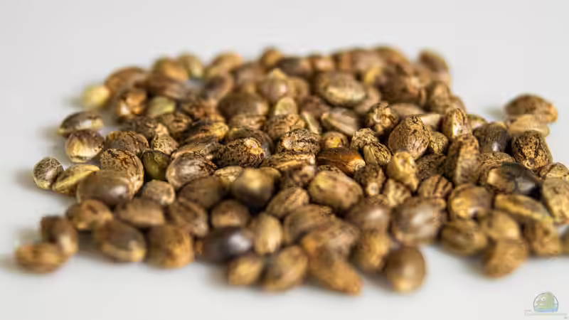 Begriffe erklärt: Was versteht man unter Kaltstratifikation?