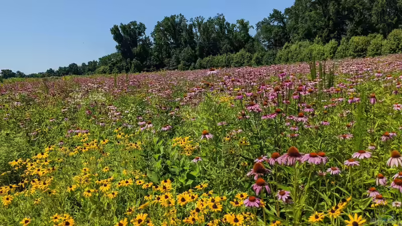 Bei deutschen Hobbygärtnern beliebte Präriepflanzen aus Nordamerika