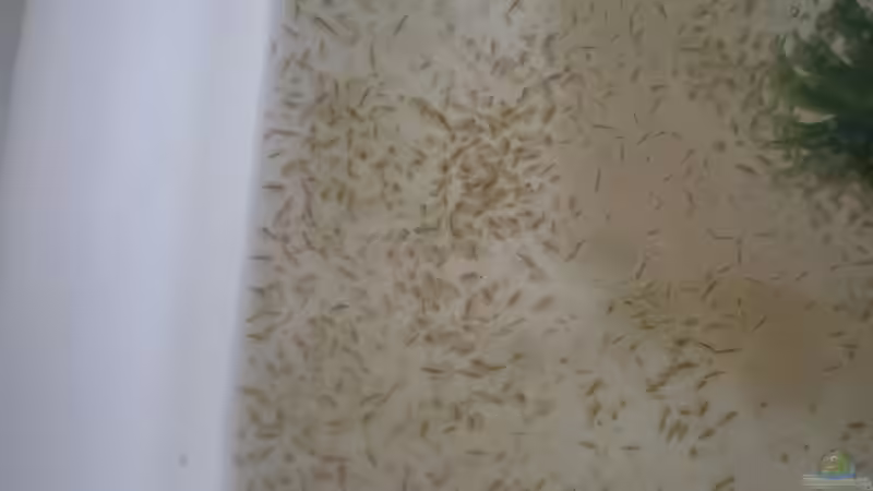 Beim Tümpeln immer wieder im Kescher: Der Wasserfloh