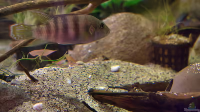 Aquarien mit Benitochromis batesii (Bates Prachtbuntbarsch)