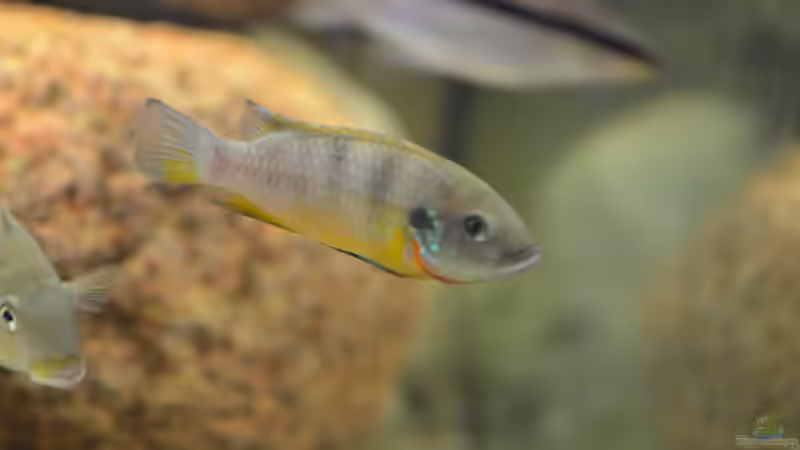 Aquarien mit Benitochromis ufermanni