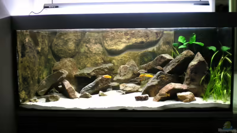 ??bergangszone Sand- Felslitoral ??bergangszone Sand- Felslitoral