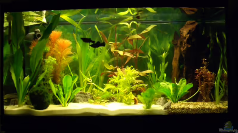 ??bersichtsbid noch mit spärlichem Besatz ??bersichtsbid noch mit spärlichem Besatz