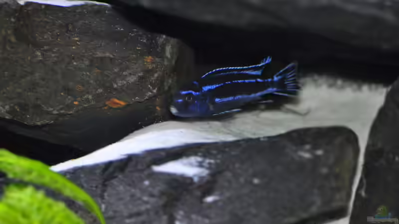 Die Aquaristik