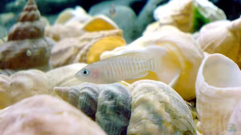 Besser im Art-Aquarium? Schneckenbuntbarsche aus dem Tanganjikasee