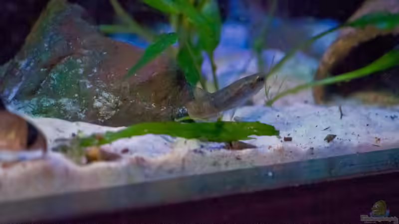 Aquarien mit Betta albimarginata (Weißsaum-Zwergkampffisch)