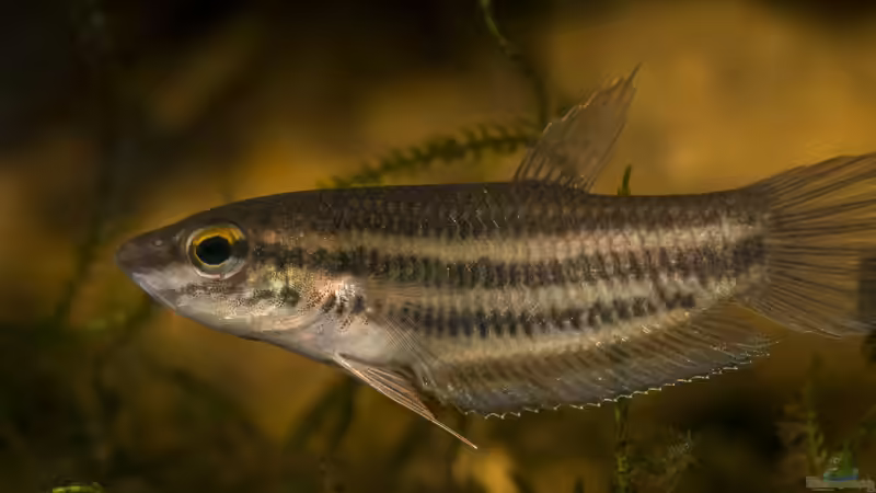 Betta prima im Aquarium halten (Einrichtungsbeispiele für Betta prima )