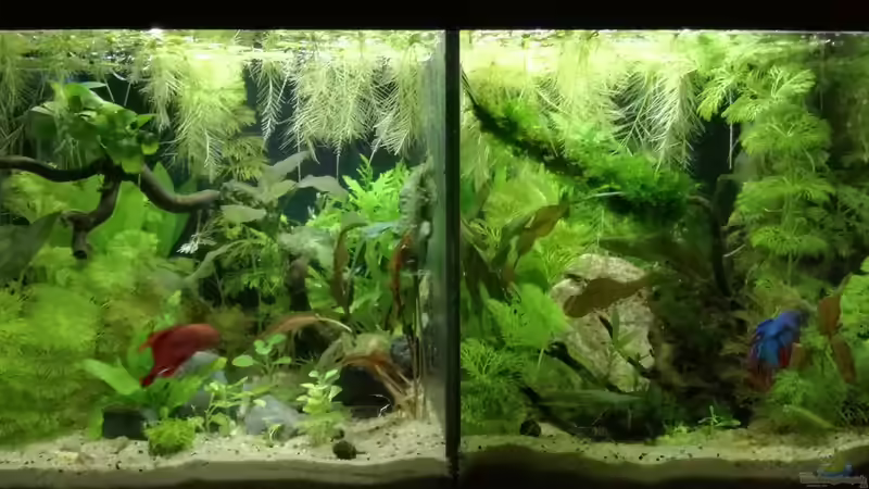 Betta splendens Betta splendens