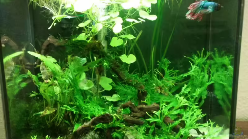 Betta splendens crown tail Becken Betta splendens crown tail Becken