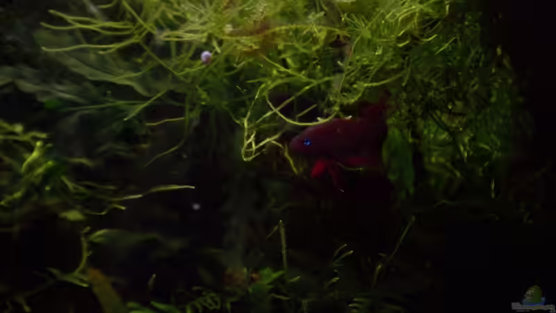 Aquarien mit Betta tussyae (Roter Kampffisch)