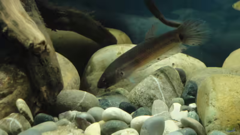 Betta unimaculata im Aquarium halten (Einrichtungsbeispiele für Schlanker Riesenkampffisch)