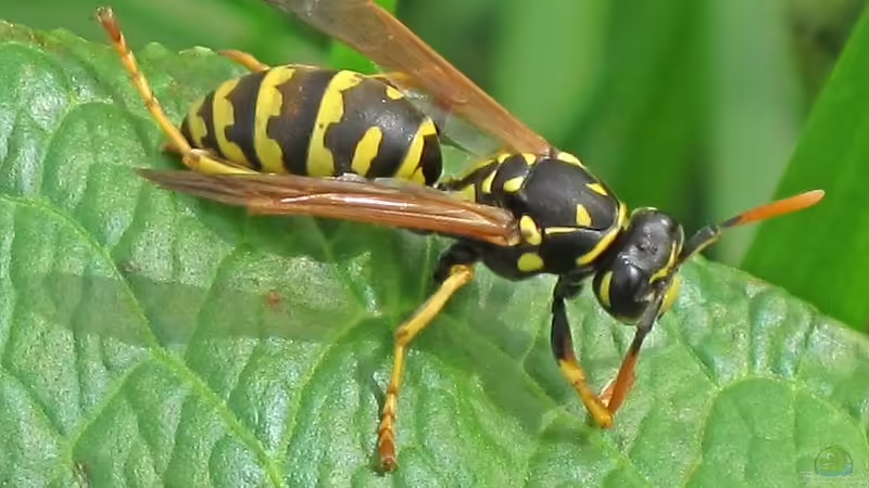 Bienen, Wespen, Hummeln – Unterschiede und Gemeinsamkeiten