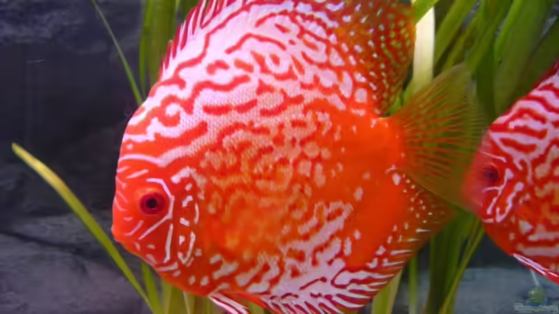 Bigeon Blood Albino Bock Bigeon Blood Albino Bock