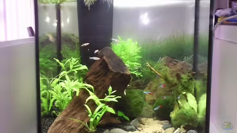 Bild 1 Tag nach Einrichtung Bild 1 Tag nach Einrichtung