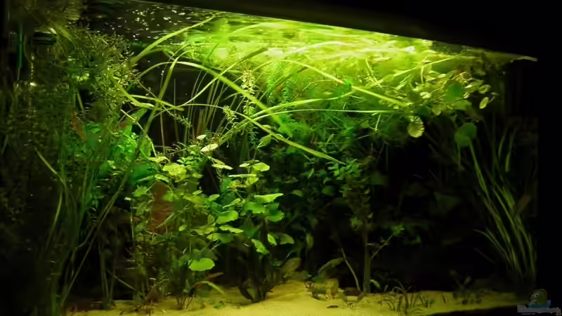 Bild vom 07.07.2009 Bild vom 07.07.2009