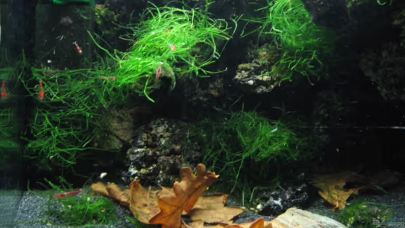 Bild vom 17.03.08 Bild vom 17.03.08