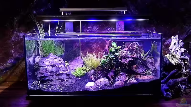 Bild zeigt das Becken Anfang Mai Bild zeigt das Becken Anfang Mai