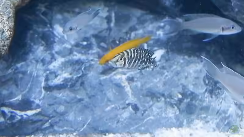 Aquarien mit Neolamprologus pulcher (Prinzessin von Sambia)