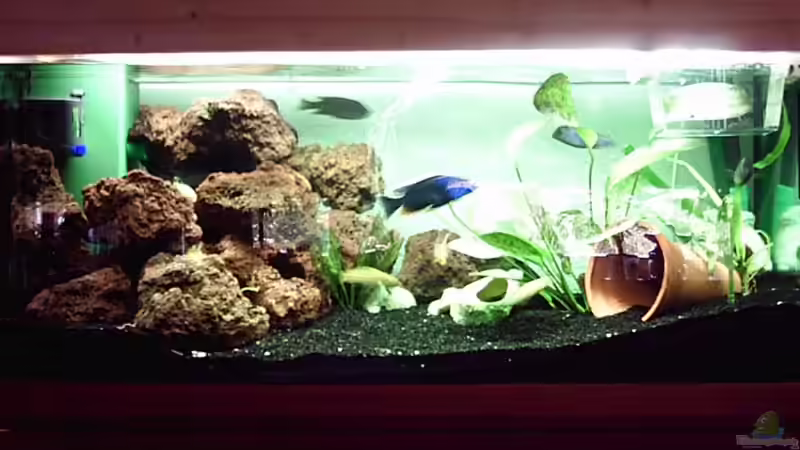 Bilder von den Fischen folgen noch Bilder von den Fischen folgen noch