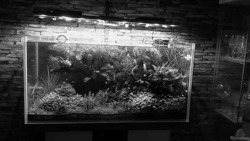 black and white black and white