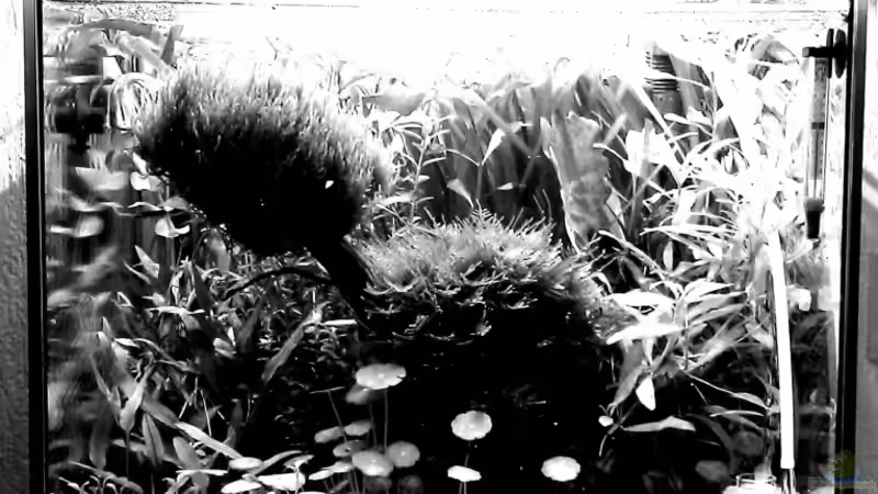 blackandwhite blackandwhite