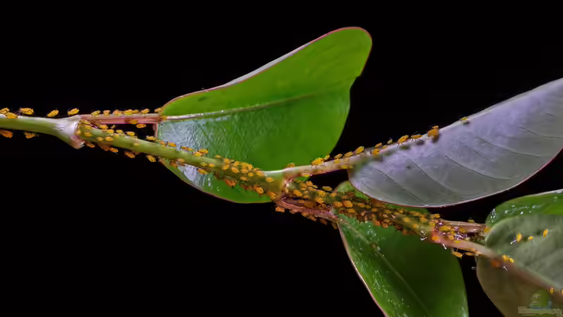 Blattläuse - Können sie auch nützlich sein?