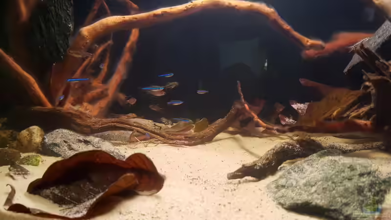 Aquarien mit Axelrodia riesei (Erdbeersalmler)