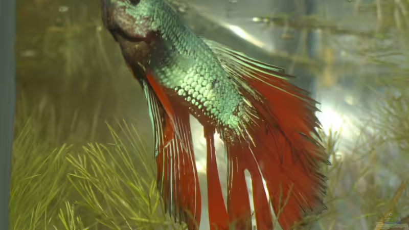 Blue-metallic-crowntail Blue-metallic-crowntail