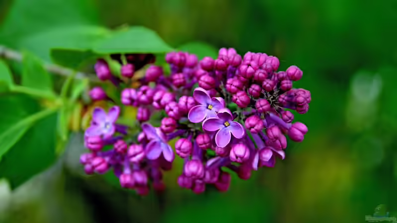 Blütenstände im Garten: Formen, Bedeutung und Gestaltungsideen