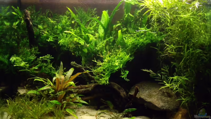 Blyxa, Crypto. und Farne Blyxa, Crypto. und Farne