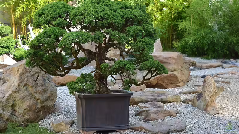 Bonsai-Bäume richtig pflegen - Ein ausführlicher Leitfaden