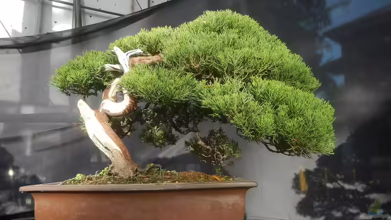 Bonsai im Terrarium: Geht das?