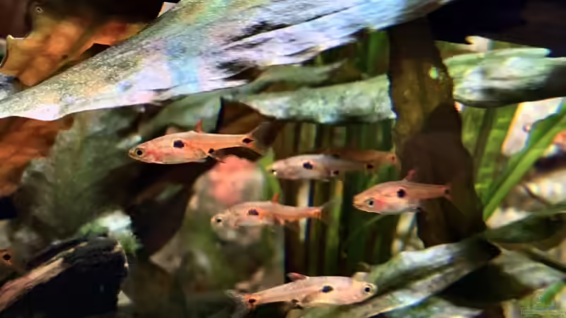 Einrichtungsbeispiele für Boraras maculatus (Zwergbärbling)